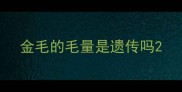 金毛的毛量是遗传吗
