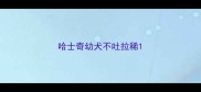 哈士奇幼犬不吐拉稀