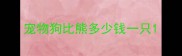 宠物狗比熊多少钱一只