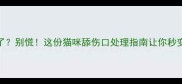 被猫咪舔破皮了别慌这份猫咪舔伤口处理指南让你秒变养猫达人