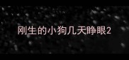 刚生的小狗几天睁眼