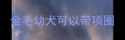 金毛幼犬可以带项圈