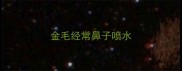 金毛经常鼻子喷水