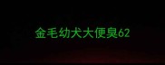 金毛幼犬大便臭6