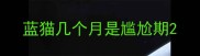 蓝猫几个月是尴尬期