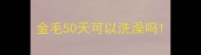金毛50天可以洗澡吗