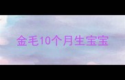 金毛10个月生宝宝