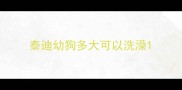 泰迪幼狗多大可以洗澡