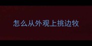 怎么从外观上挑边牧