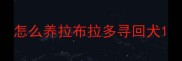 怎么养拉布拉多寻回犬