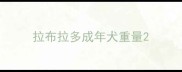 拉布拉多成年犬重量