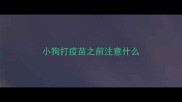 小狗打疫苗之前注意什么