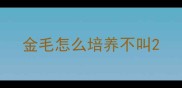 金毛怎么培养不叫