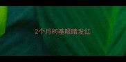 2个月柯基眼睛发红