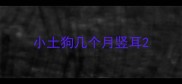 小土狗几个月竖耳