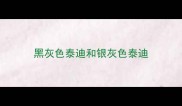 黑灰色泰迪和银灰色泰迪