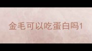 金毛可以吃蛋白吗