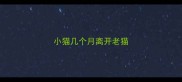 小猫几个月离开老猫