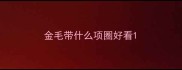 金毛带什么项圈好看