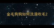 金毛狗狗如何洗澡吹毛
