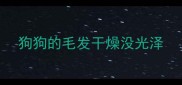 狗狗的毛发干燥没光泽