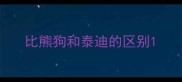 比熊狗和泰迪的区别