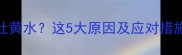 哈士奇半夜吐黄水这5大原因及应对措施家长必看