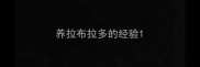 养拉布拉多的经验