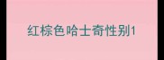 红棕色哈士奇性别