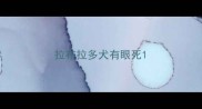 拉布拉多犬有眼死