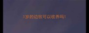 1岁的边牧可以收养吗