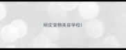 顽皮宠物美容学校