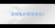 宠物兔的智商排名