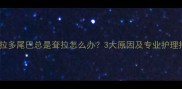 拉布拉多尾巴总是耷拉怎么办3大原因及专业护理指南
