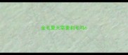 金毛夏天需要剃毛吗6