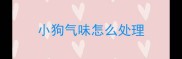 小狗气味怎么处理