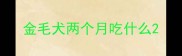 金毛犬两个月吃什么