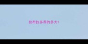 拉布拉多养的多大