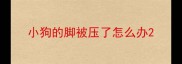 小狗的脚被压了怎么办