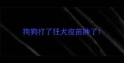狗狗打了狂犬疫苗肿了