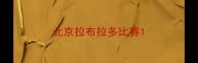北京拉布拉多比赛