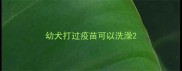 幼犬打过疫苗可以洗澡