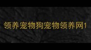 领养宠物狗宠物领养网