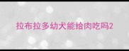拉布拉多幼犬能给肉吃吗