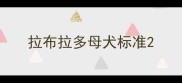 拉布拉多母犬标准