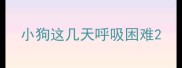 小狗这几天呼吸困难