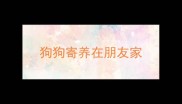 狗狗寄养在朋友家