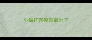 小猫打完疫苗后吐了