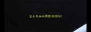 金毛耳朵毛需要清理吗