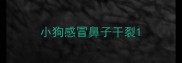 小狗感冒鼻子干裂